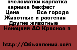 пчеломатки карпатка карника бакфаст F-1 › Цена ­ 800 - Все города Животные и растения » Другие животные   . Ненецкий АО,Красное п.